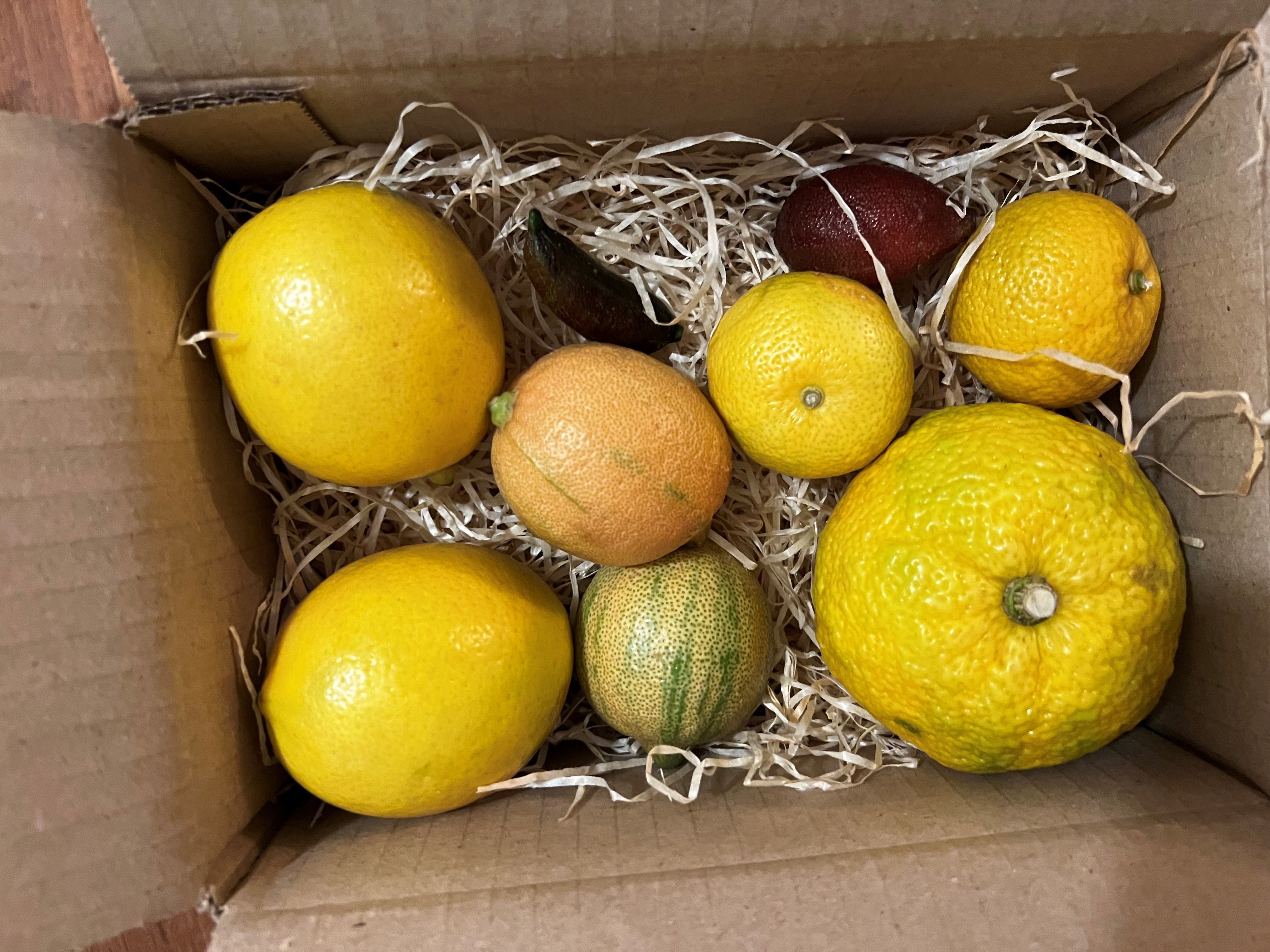 Box citron rare